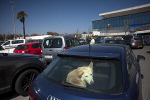 En la foto, Un perro mira desde dentro de un coche mientras espera a sus dueños
