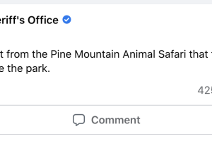 tigre-desaparece-tornado-oeste-georgia