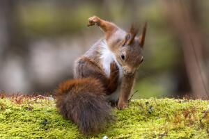 2017 Comedy Wildlife Photography Awards - Final 40