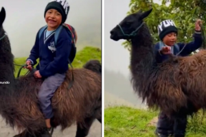 niño_monta_llama_collage