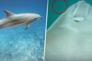 Delfín se come 8 víboras de mar venenosas mientras realizaban un estudio científico