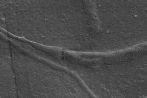 esperma-50-milhoes.jpg