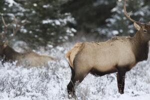 Bull Elk can be seen on the road between