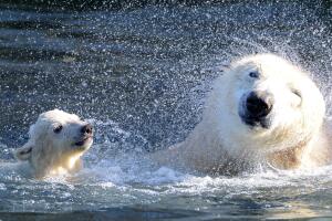 FRANCE-ANIMALS-ZOO-POLAR-BEAR
