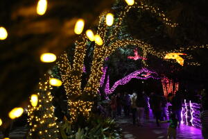 Recorrido por el festival de luces del zoológico de Houston