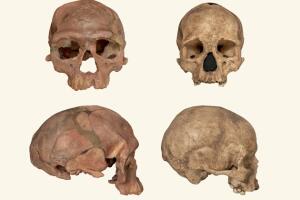 Imagen de comparación entre cráneos