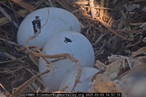 Jackie y Shadow dan la bienvenida a los primeros dos miembros de la familia en 3 años.