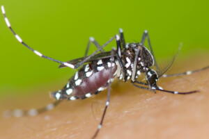 zika-virus-gravidez-1.jpg