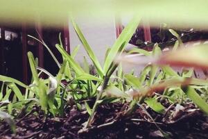 Conheça o Catstacam, o Instagram do seu gato