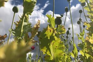 De la amapola se extrae la goma de opio, de la que se derivan drogas como la heroína y la morfina.

