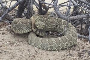 Rattle Snake KMEX.jpg