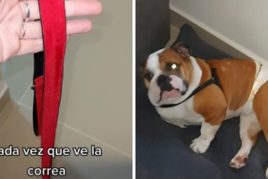 perrito_paseo_tiktok.png