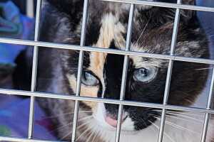 Galena viajó de Utah a Los Ángeles, Estados Unidos, por error en una caja de paquetería