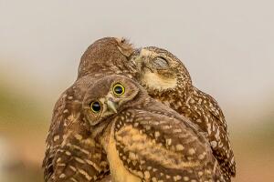 2017 Comedy Wildlife Photography Awards - Final 40