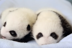 osos-panda-crecimiento_2.png