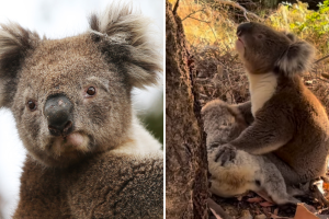  Koala ‘llora’ la muerte de su compañera: video se hace viral