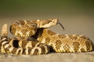  Mujer muere por mordedura de serpiente de cascabel en el condado de Ventura.