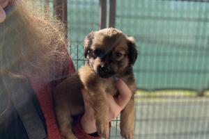 PERROS PR/perro 1.jpeg