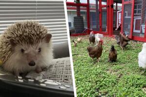 Escuela animales Texas