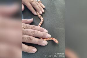 GALERIA ANIMALES/ANIMALESEXOTICOS3.jpg