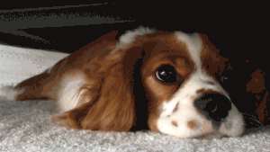 output_hy08i5_1.gif