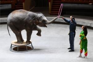 elefantes circo.jpg