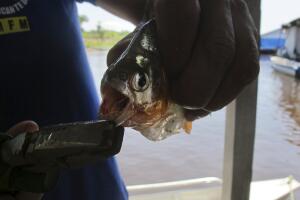 piraña 