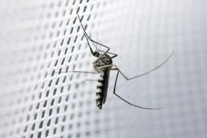 mosquito-protecao-gravida-2.jpg