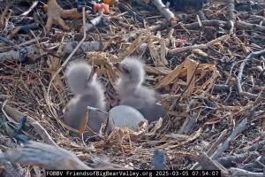 Jackie y Shadow dan la bienvenida al tercer aguilucho en Big Bear tras años de intentos fallidos 