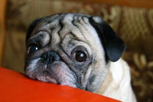 pug-triste.jpg