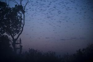 Annual Bat Migration