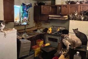 gatos rescatados.jpg