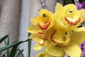 Orquideas Longwood gardens 7