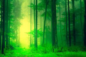 bosque-1.jpg