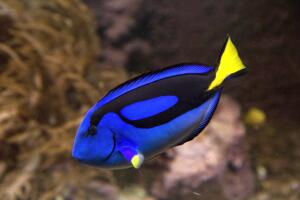 Paracanthurus