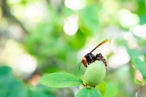 giant hornet is gnaw the fruit of quince