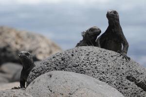 Marine iguanas bask in the sun on Seymou