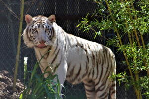 zoológico Austin