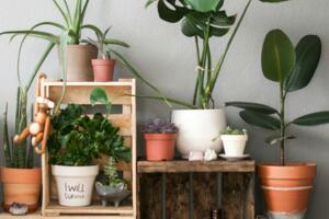 Beneficios de las plantas