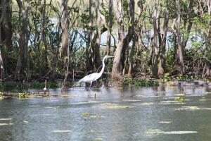 Brazos Bend, un parque que reúne las especies más salvajes de Texas