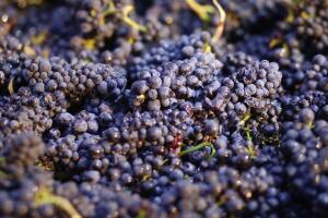 California Pesticide Lawsuits