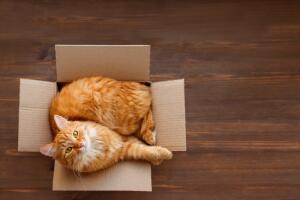 gato_amarillo_adentro_de_una_caja.jpg