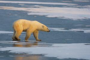A Polar Bear walks on the frozen tundra