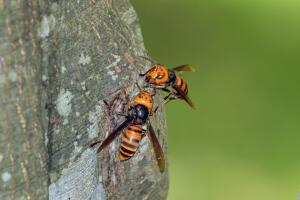 Giant Hornet