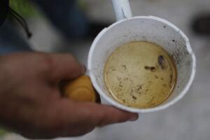Virus del zika en Miami - Larvas mosquitos