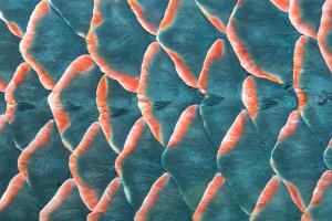 Fish scale
