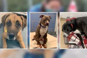 perros refugio Dallas sacrificar 