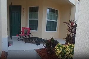 La FWC recuerda que es ilegal matar caimanes sin permiso y ofrece recomendaciones para evitar riesgos.