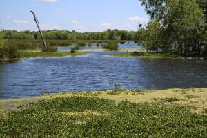 Brazos Bend, un parque que reune las especies más salvajes de Texas