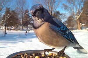 BlueJay.jpg